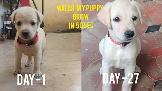 Watch My Puppy Grow Labrador Retriever One Month Transformation Puppy Transformation Bruno