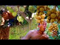 Finding Fruit For Food In Forest Meet Rich-Fruit Eating Delicious