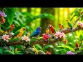 Most Colorful Birds In The World Stunning Nature Birds Sounds Ultimate Birdwatching Experience