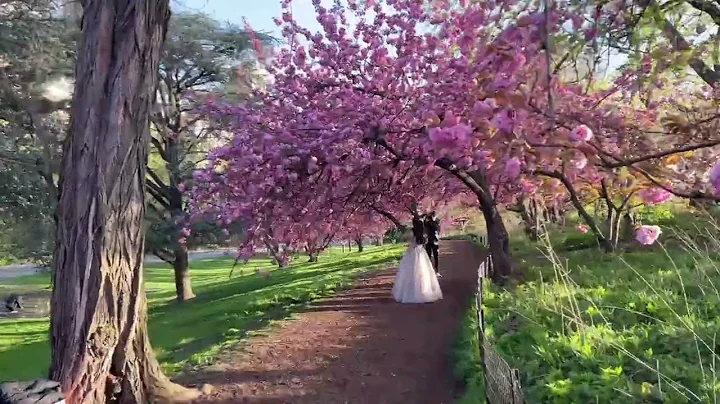 LIVE NYC Walking Commute: Midtown, Central Park (Cherry Blossoms?), Upper West Side  - Apr 27, 2022