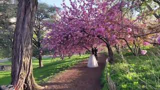 LIVE NYC Walking Commute: Midtown, Central Park (Cherry Blossoms), Upper West Side  - Apr 27, 2022