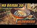 На велах за уклейкой!!!Ищем уклейку,ловим уклейку,жарим уклейку!!!