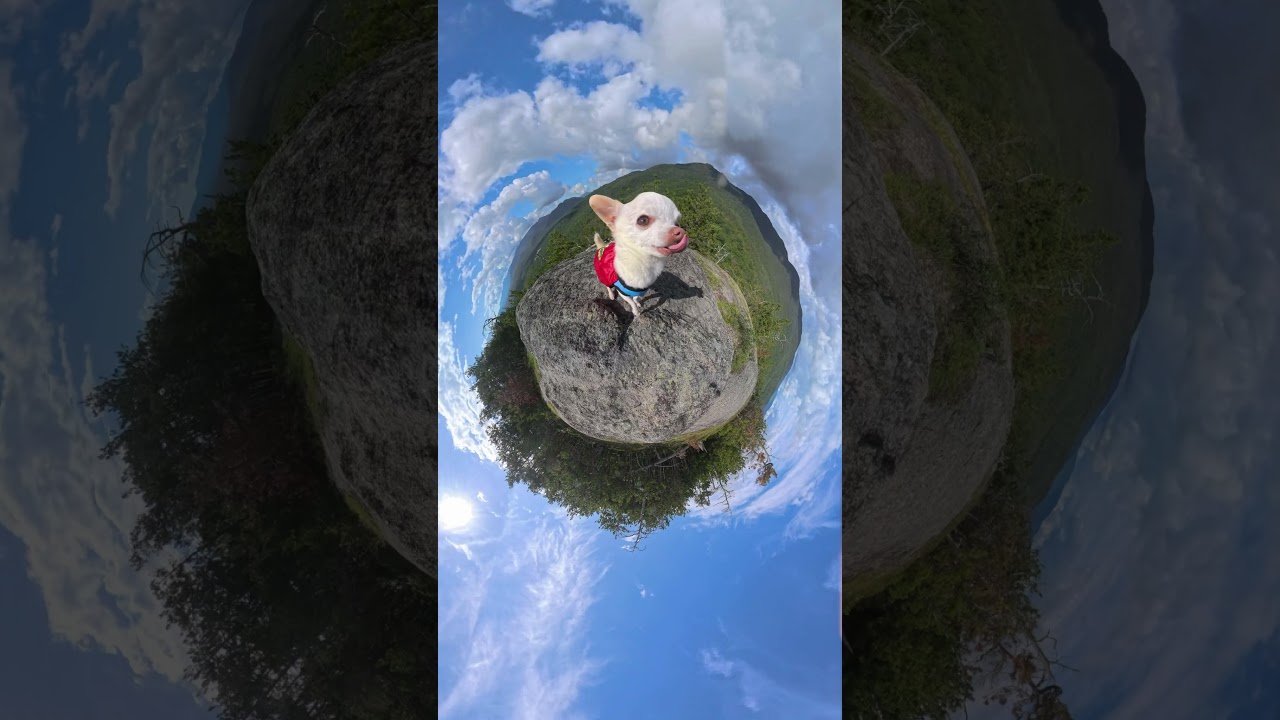 Chihuahua hosts weekend dance party on his tiny planet #chihuahua #tinyplanet