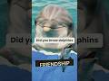 The Incredible Friendships of Dolphins #dolphins #bestfriends #oceangenius #shorts