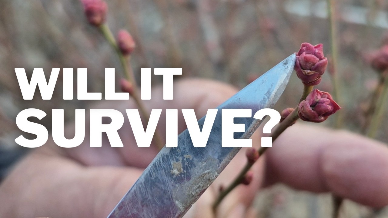 How We Check for Blueberry Disease & Pests (Farm Scouting)