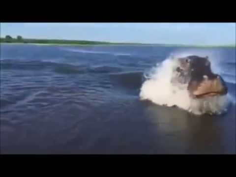 Video: Huhut, Että Loch Nessin Hirviö Kuoli, Ovat Edelleen Selvästi Liioiteltuja - Vaihtoehtoinen Näkymä