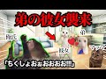 弟が彼女を連れてきて、家族一同大騒ぎになりました #猫ミーム #猫マニ