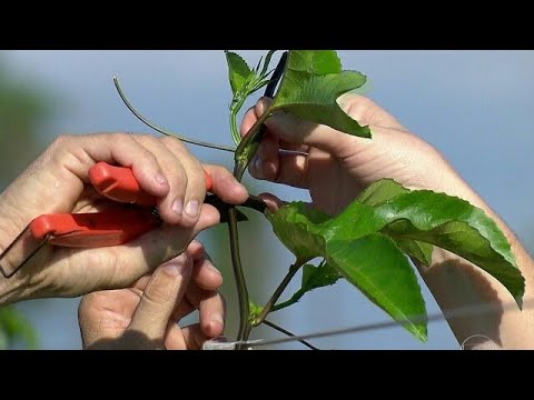 Vídeo: Colheita e poda de Angélica - A planta Angélica precisa ser aparada