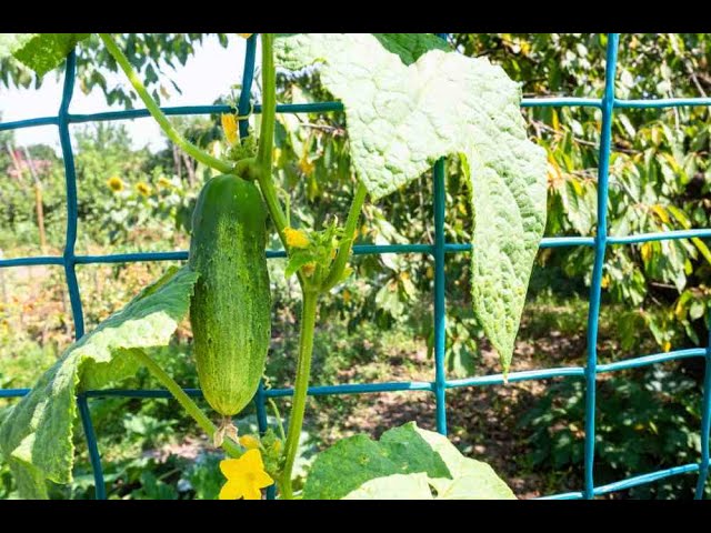 Cucumber trellis ideas - Supporting Cucumber Plants - How to Tie