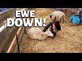 From bad to worse.  (market crashed, cancelled orders, another flooded barn and a down ewe) Vlog 261