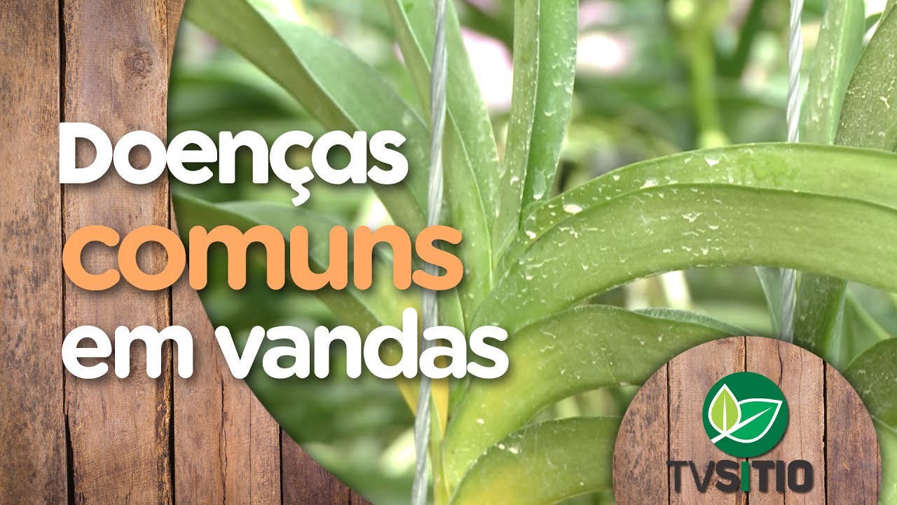 DOENÇAS COMUNS EM VANDAS - thptnganamst.edu.vn