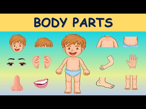 Learn Body parts Body Parts Body Parts For Kids Parts of body with Spellings Body Parts Name