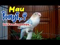 MAU BUNYI, INI PANCINGANNYA, FIGHTERnya JOSS Ngekek Panjang, Bikin Lovebirdmu Lekas Terpancing NYAUT