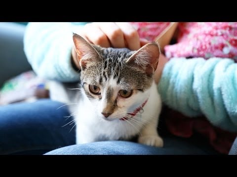 Video: Pet Scoop: Cat Café Otevře se v New Yorku, Bartender dostane $ 1 000 tipů na psí chirurgii