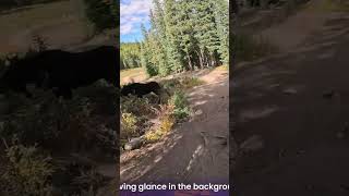 moose at bike park #short #gmbntech #mtb #globalmountainbikenetwork #trestlebikepark #moose