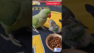Caring 💐 Mother 🦜 #Parrot #Maa #Pets #Shorts #BestVibes