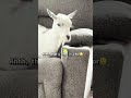 Spinach holder🌱 #eatyourvegetables #funnyanimal #goat
