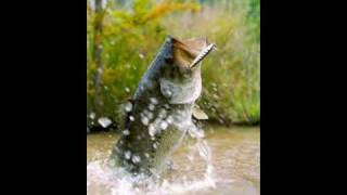 fishing song.wmv