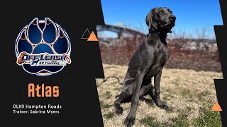 Unleashing Dog Potential | Atlas's Training Transformation by Team JW Enterprises 26 views 12 days ago 2 minutes, 46 seconds