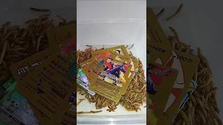 my expensive pokemon card collection was eaten by caterpillars #pokemon #pokemoncards