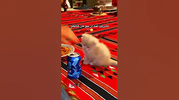 شفيئي هل انت بخير 