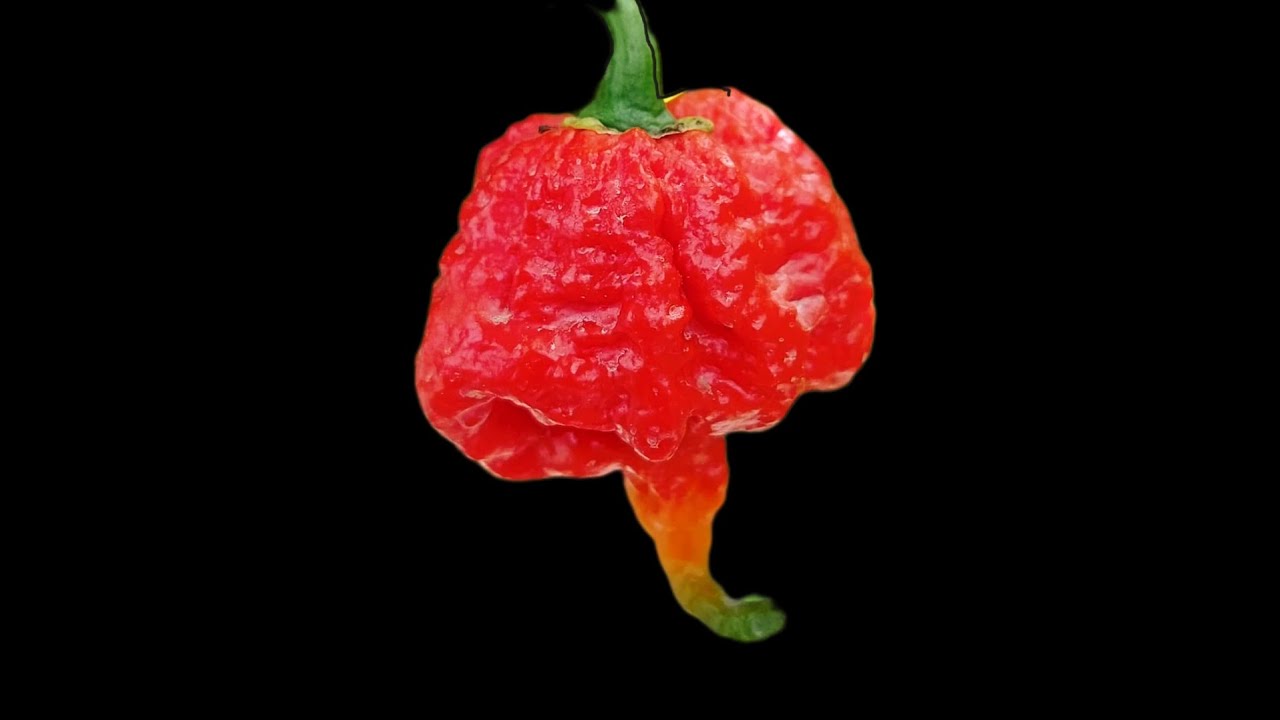 Перец Каролина Рипер - YouTube