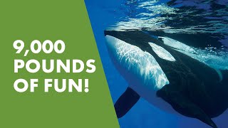 Meet Kyuquot, SeaWorld San Antonios Biggest Whale!