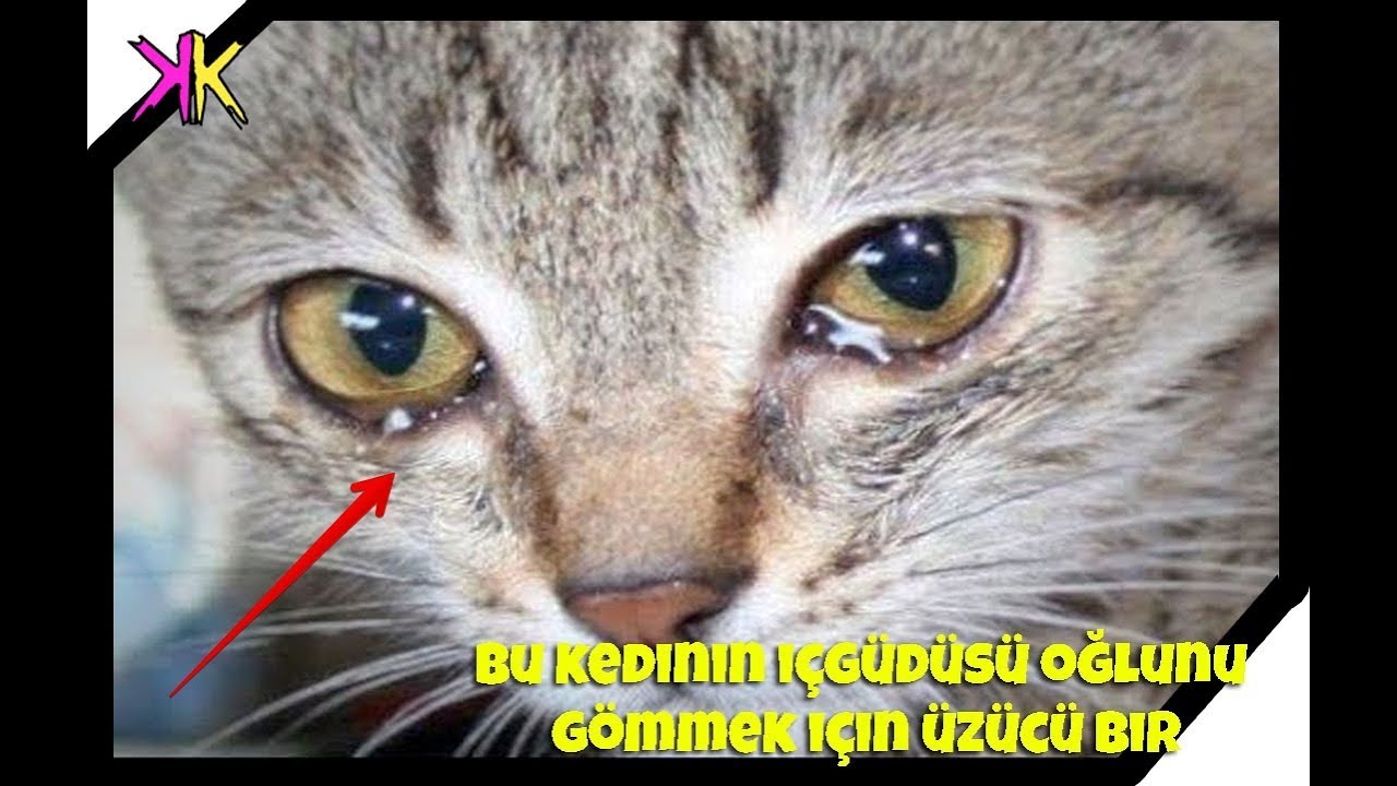 Почему коты плачут