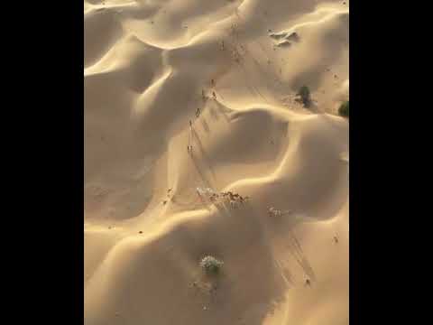 ภาพมุมสูงทะเลทรายและอูฐในดินแดนตะวันออกกลาง UAE#ทะเลทราย#Desert#ดูไบ#อาหรับ#อูฐ#Dubai
