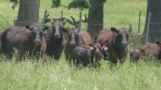 Lot 528 Bred Stock Showlist