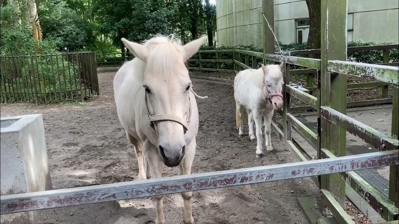 ドウサンバ シェトランドポニー 千葉市動物公園 Hokkaido Pony Shetland Pony Youtube ドウサンバ シェトランドポニー 千葉市動物公園 Hokkaido Pony Shetland Pony Youtube