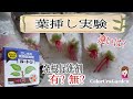 【多肉植物】葉挿し実験!!　発根促進剤ルートンを使ってみた/効果を比べてみた