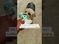 Somebody get Gizmo 🙄😝🤣