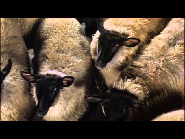 Animal Farm (TV Movie 1999) - IMDb
