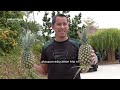 Lestari Agro | Dari Ladang Nanas ke Destinasi Agro-Pelancongan