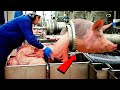 Modern Automatic Pork Cutting Line & Million Dollars Cooked Smoked Sausage Production Line