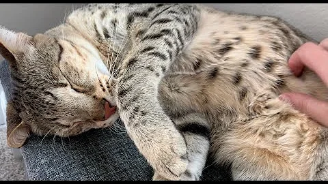 Watch the video about Big Gentle Giant Loves Belly Rubs