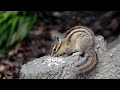 streifenhörnchen; Relax with Squirrels: videos for Cats to Watch