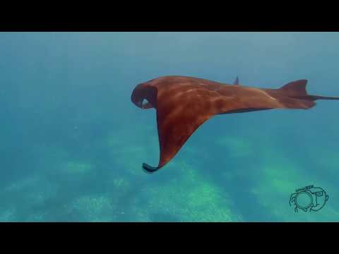 Komodo log day 82 : dance with mantas