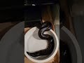 Viper Boas