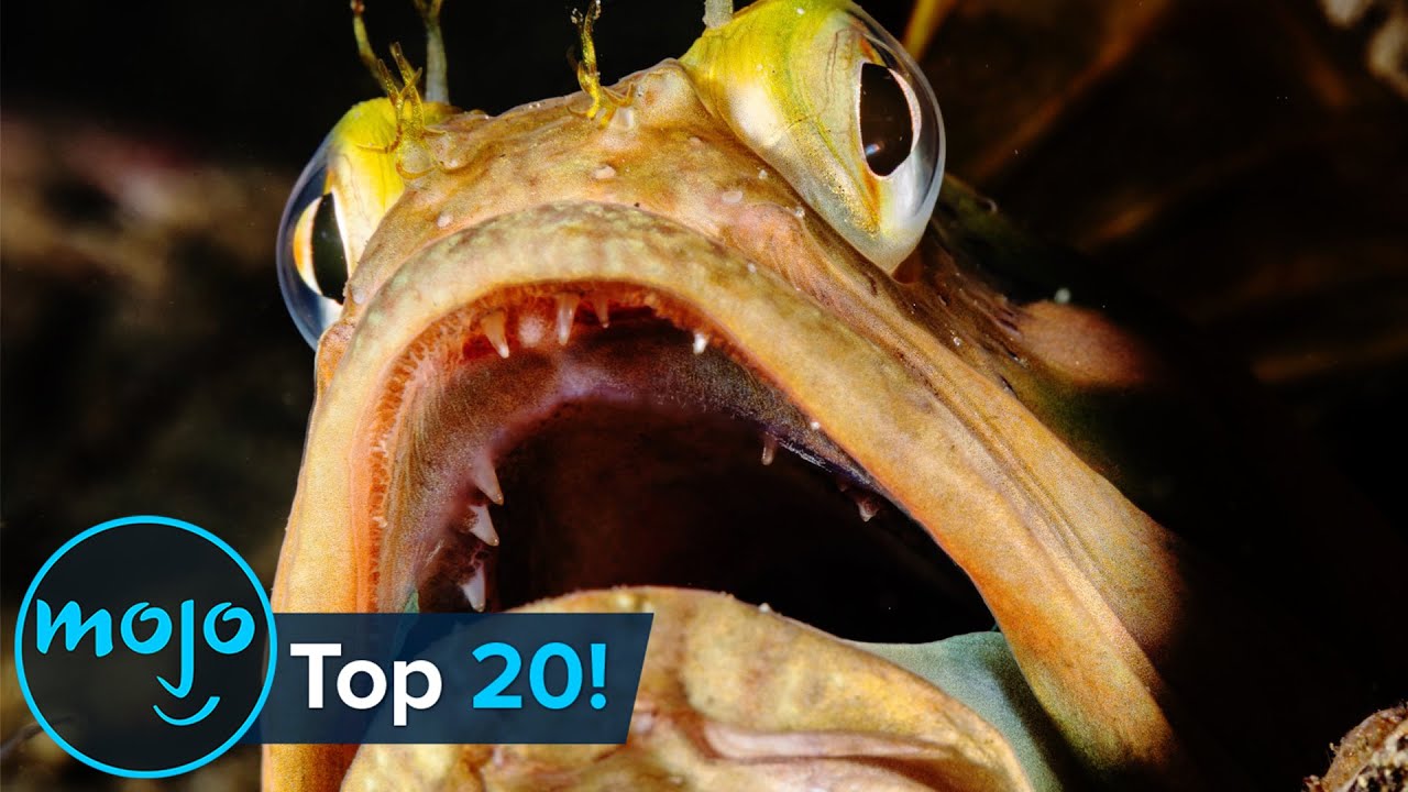 Top 20 Most Terrifying Real-Life Fish Ever 