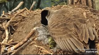 Decorah Goose Cam~Adorable GoslingMom Shuffles Eggs_4/22/24