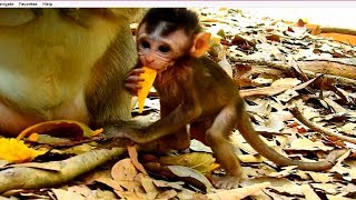 Super Baby Lola So Hungry Mango Mom Give Very Small Piece Baby Not Full The Monkey Family