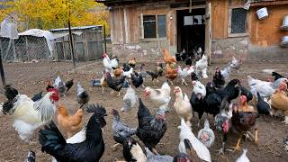 Organic Village Chicken Farming  Raise Free Range Chickens For Meat  Eggs  Farm Tips  Farm Work
