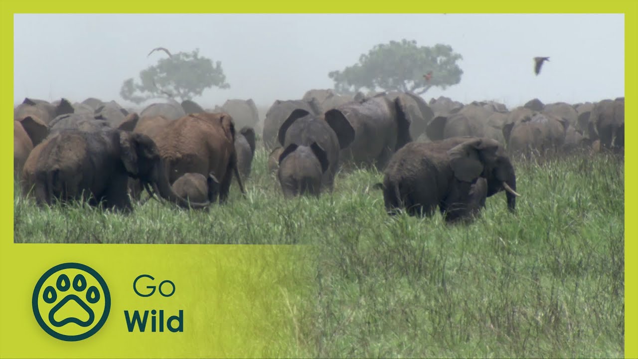 Dining Companions - Wild Menu 24/26