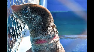 La profunda herida que generó un zuncho plástico en el cuello de un lobo marino