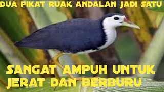 suara pikat ruak tunggal andalanku