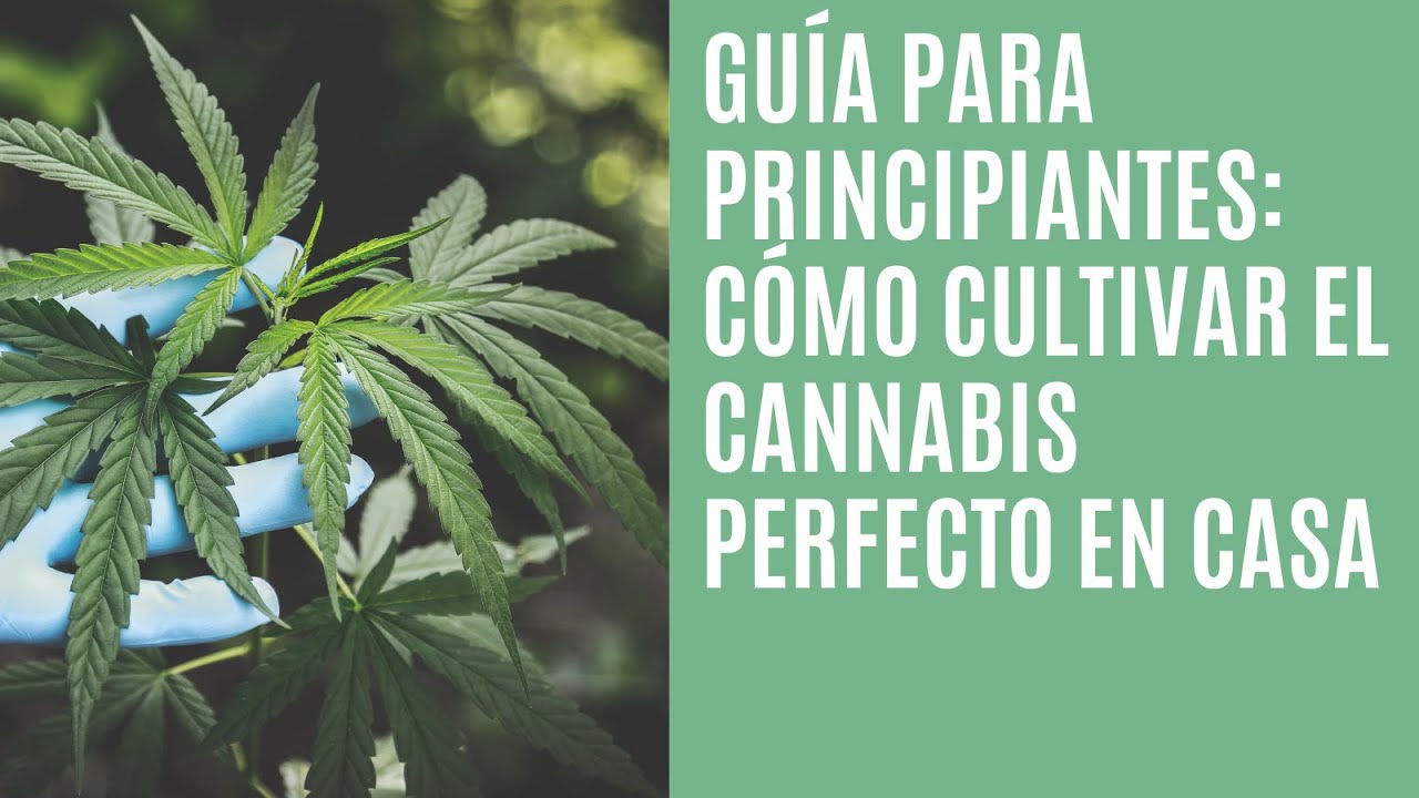 Guía para principiantes: Cómo cultivar el cannabis perfecto en casa