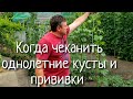 Когда нужно чеканить однолетний куст винограда. Как улучшить вызревание лозы