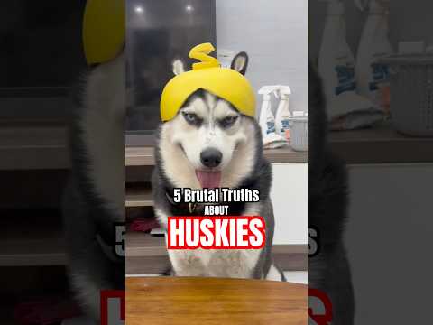 シベリアンハスキー犬について知っておくべき5つの事実🐶🐾 #ショートパンツ #犬 #ペット